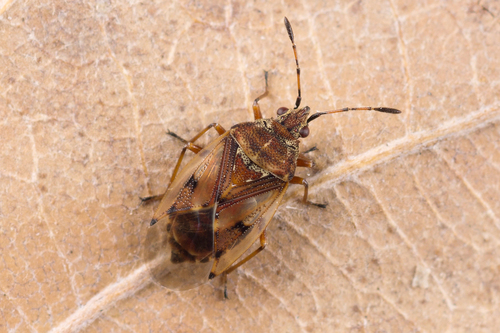 Birch Catkin Bug