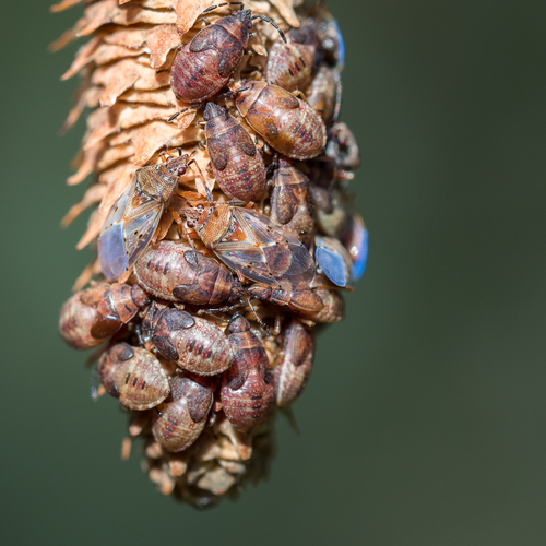 Birch Catkin Bug