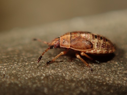 Birch Catkin Bug