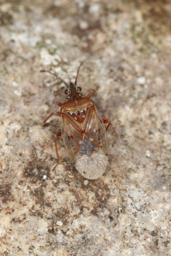 Birch Catkin Bug