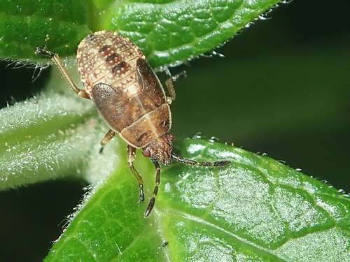 Birch Catkin Bug