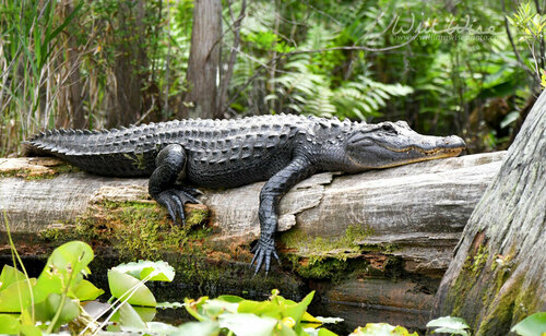American Alligator