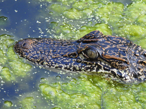 American Alligator