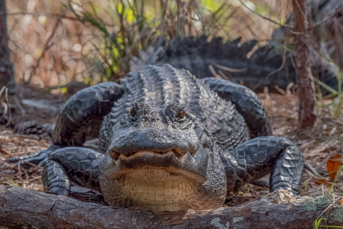 American Alligator