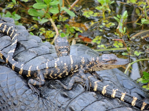 American Alligator