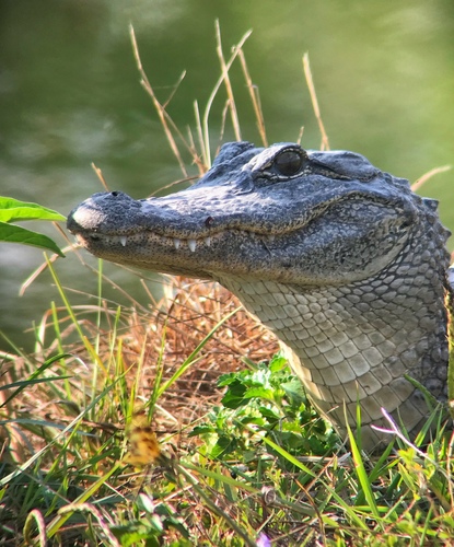 American Alligator