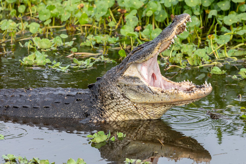 American Alligator