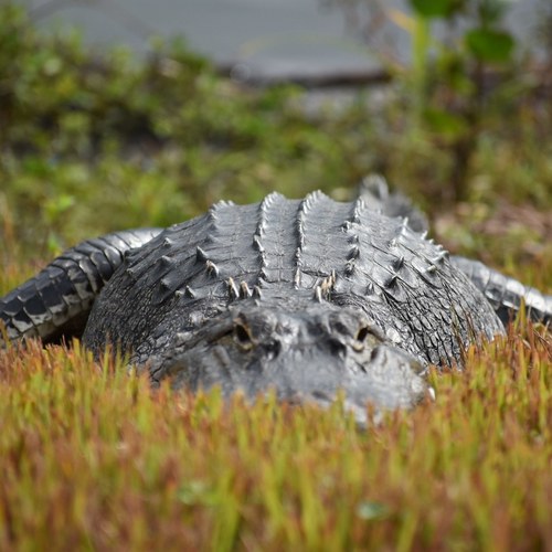American Alligator
