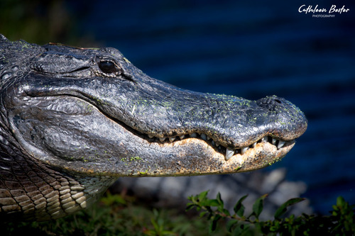 American Alligator