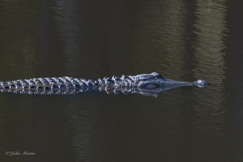 American Alligator
