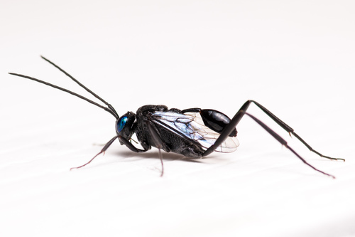 Blue-eyed Ensign Wasp