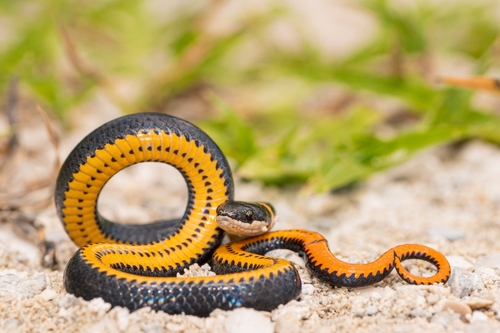 Ring-necked Snake