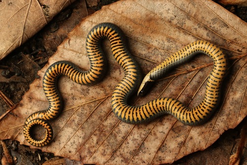Ring-necked Snake