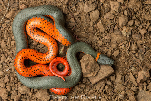 Ring-necked Snake