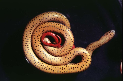 Ring-necked Snake