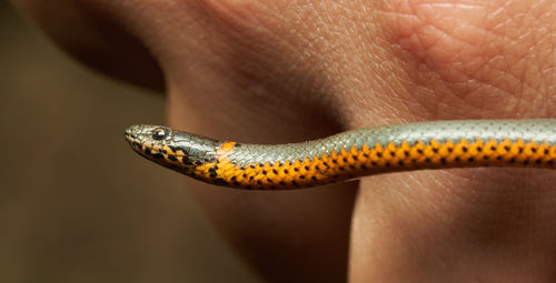 Ring-necked Snake
