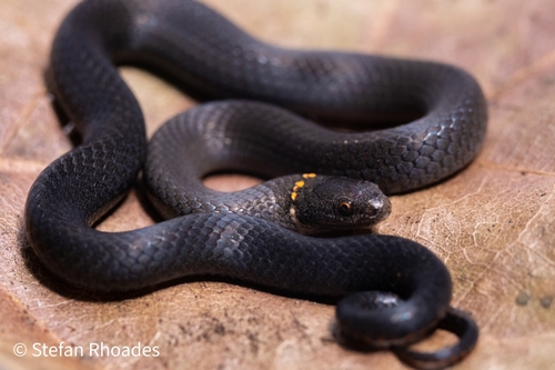 Ring-necked Snake