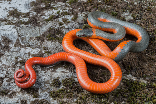 Ring-necked Snake