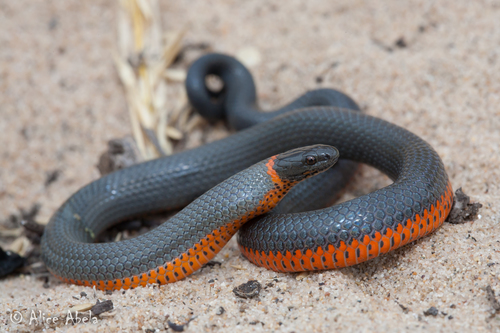 Ring-necked Snake