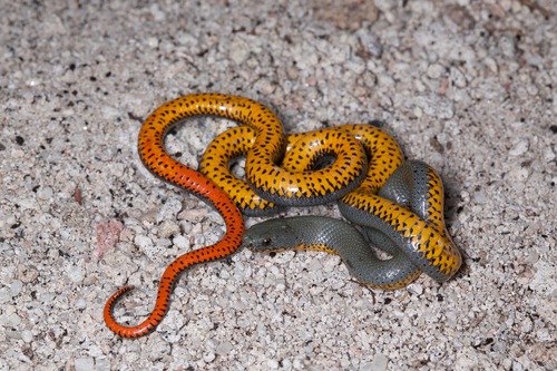 Ring-necked Snake