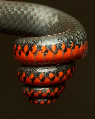 Ring-necked Snake