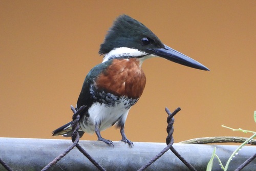Green Kingfisher