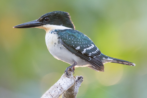Green Kingfisher