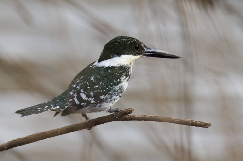 Green Kingfisher