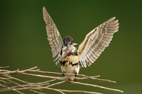 Green Kingfisher