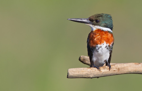 Green Kingfisher
