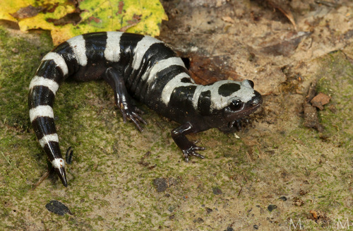 Marbled Salamander