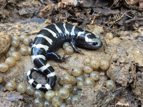Marbled Salamander