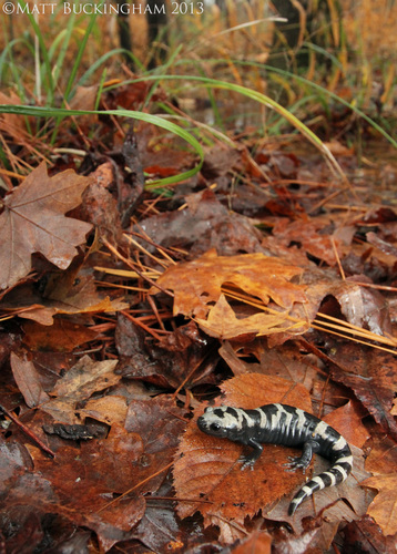 Marbled Salamander