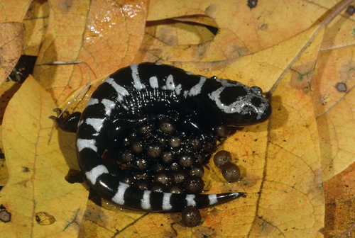 Marbled Salamander