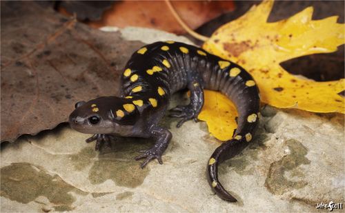 Spotted Salamander