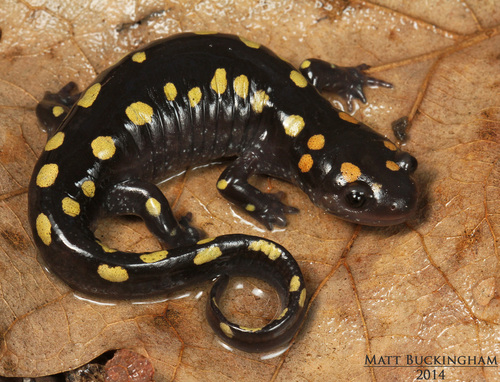 Spotted Salamander