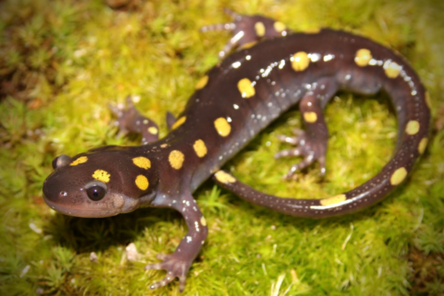 Spotted Salamander