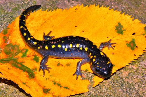 Spotted Salamander