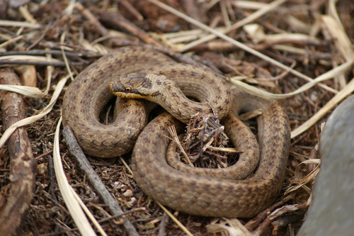 Smooth Snake