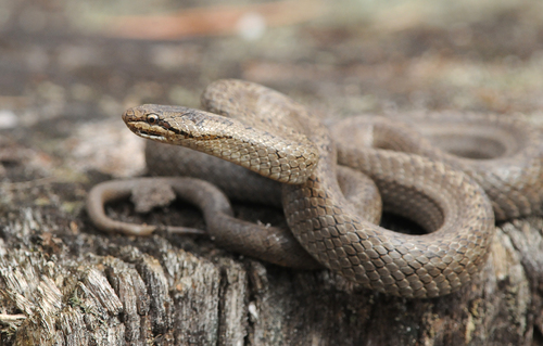 Smooth Snake