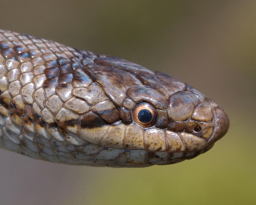 Smooth Snake