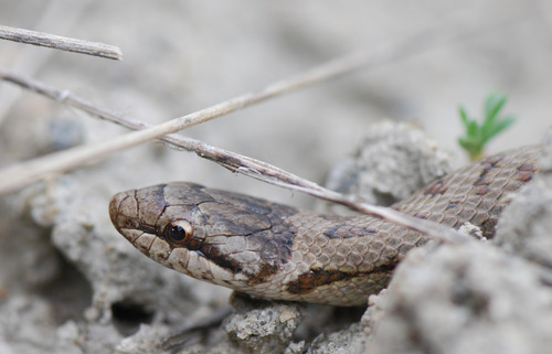 Smooth Snake