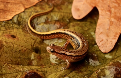 Southern Two-lined Salamander