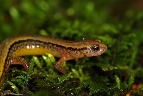 Southern Two-lined Salamander