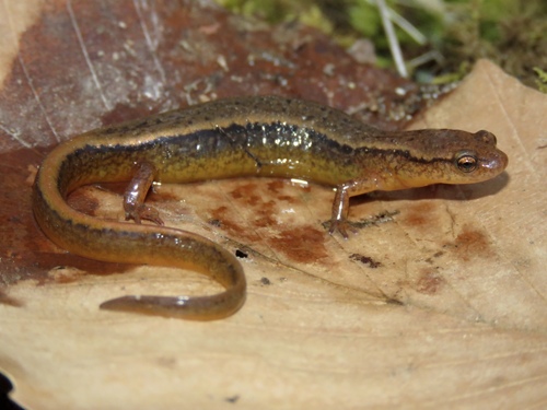 Northern Two-lined Salamander