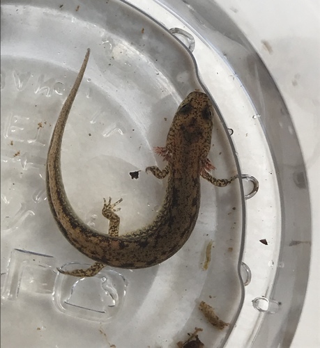 Northern Two-lined Salamander