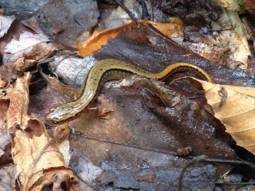 Northern Two-lined Salamander