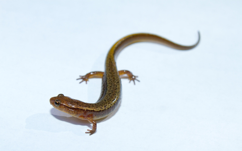 Northern Two-lined Salamander