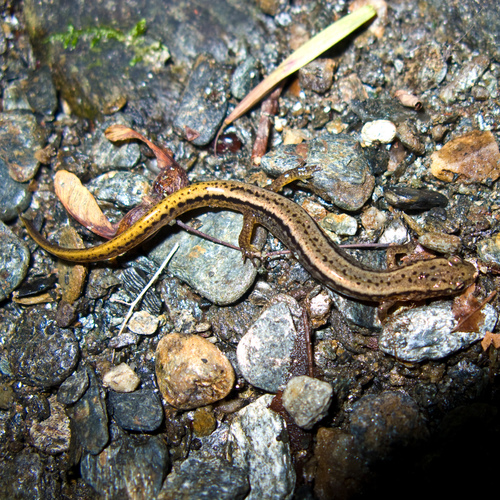 Northern Two-lined Salamander