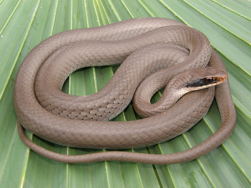 North American Racer